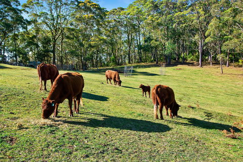 Gowan Ross Cottage - Accommodation Daintree 1