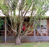 BIG4 Ballarat Windmill Holiday Park - Accommodation Daintree