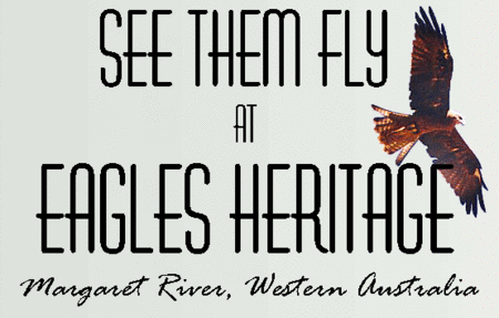 Eagles Heritage Raptor Wildlife Centre - Accommodation Daintree