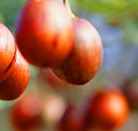Tropical Fruit World - Accommodation Daintree