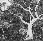 Tacit Contemporary Art - Accommodation Daintree