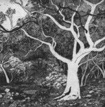 Tacit Contemporary Art - Accommodation Daintree 0