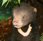Perth Zoo - Accommodation Daintree