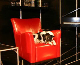 Woolloomooloo NSW Accommodation Daintree