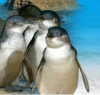 Phillip Island Penguin Parade - Accommodation Daintree
