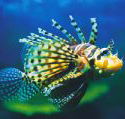 Underwater World - Accommodation Daintree
