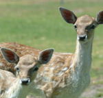 Marapana Wildlife Park - Accommodation Daintree