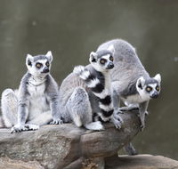 Adelaide Zoo - Accommodation Daintree