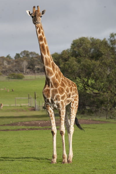 Monarto Zoo - Accommodation Daintree 3