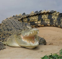 Dundee's Wildlife Park - Accommodation Daintree