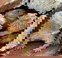 Alice Springs Reptile Centre - Accommodation Daintree