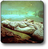 Kakadu National Park - Accommodation Daintree 1