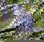 Koala Conservation Centre - Accommodation Daintree