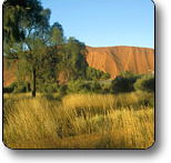Uluru - Kata Tjuta National Park - Accommodation Daintree