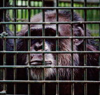 Rockhampton Zoo - Accommodation Daintree