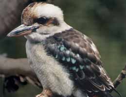Nowra Wildlife Park - Accommodation Daintree 2