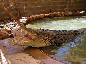 North West WA Accommodation Daintree