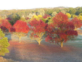 Balloon Adventures Barossa Valley - Accommodation Daintree 3