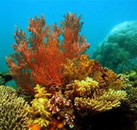 Three Islands Whale Shark Dive - Accommodation Daintree