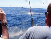 Downunder Charters - Accommodation Daintree 3