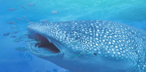 Ningaloo Blue Dive - Accommodation Daintree 1