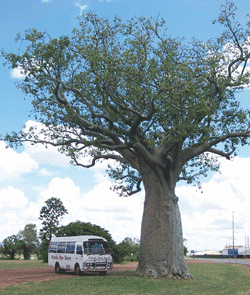 Kununurra Cruises - Accommodation Daintree 1