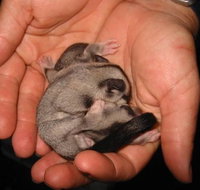 Cool Companions - Accommodation Daintree