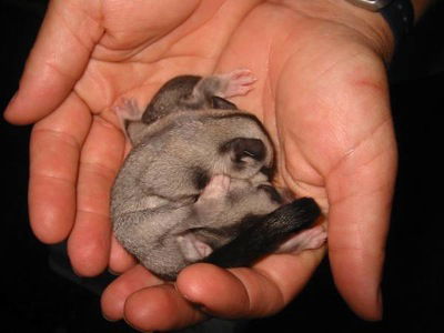 Cool Companions - Accommodation Daintree 0