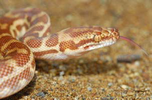 Cool Companions - Accommodation Daintree 1