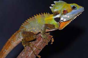 Cool Companions - Accommodation Daintree 2