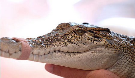 Cool Companions - Accommodation Daintree 3