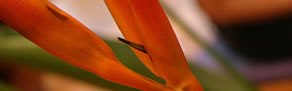 Zen Day Spa - Accommodation Daintree 0