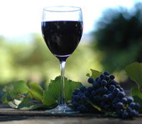 Lion Mill Vineyards - Accommodation Daintree 0