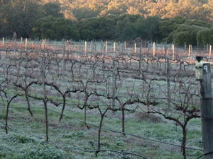 Lion Mill Vineyards - Accommodation Daintree 1