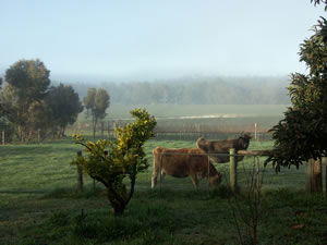Lion Mill Vineyards - Accommodation Daintree 2