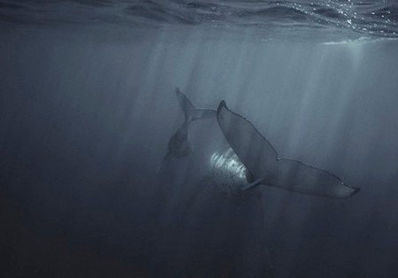 Eleven40 Gallery - Accommodation Daintree 4