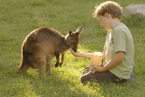 Cleland Wildlife Park - Accommodation Daintree 4