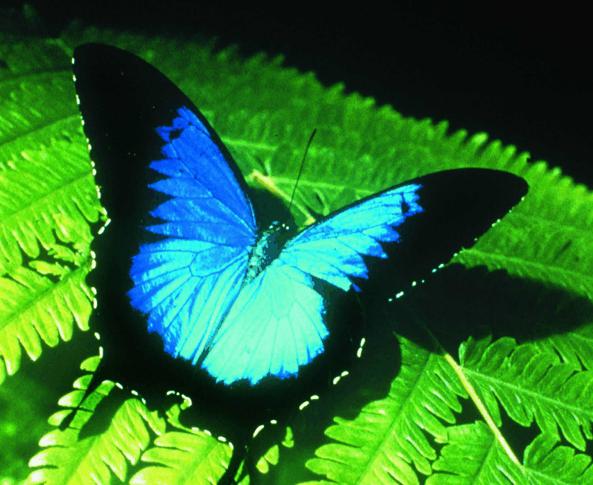 Australian Butterfly Sanctuary - Accommodation Daintree