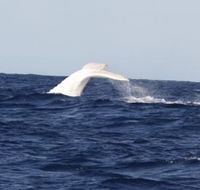 Australian Whale Watching - Accommodation Daintree