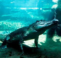 WILD LIFE Sydney Zoo - Accommodation Daintree