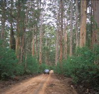 Boranup Drive - Accommodation Daintree