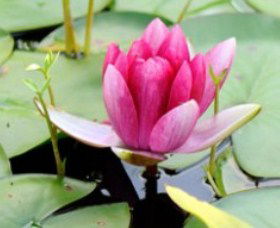 The Lotus Day Spa And Retreat - Accommodation Daintree 0