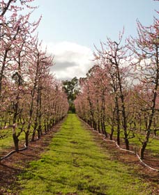 Raeburn Orchards - Accommodation Daintree 0