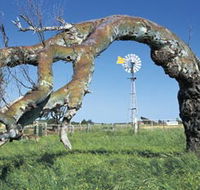 Greenough Leaning Trees - Accommodation Daintree