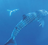 Ningaloo Marine Park - Accommodation Daintree