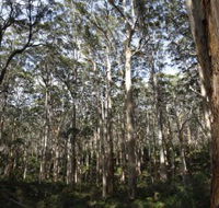 Boranup Karri Forest - Accommodation Daintree