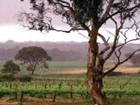 Yangarra Estate Vineyard - Accommodation Daintree 0