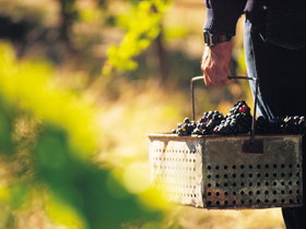 Burge Family Winemakers - Accommodation Daintree 0