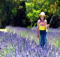 Brayfield Park Lavender Farm - Accommodation Daintree