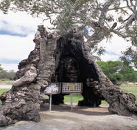 The Herbig Family Tree - Accommodation Daintree